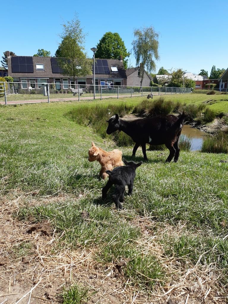 Dwerggeit ('25) met twee lammetjes, Vrouwelijk, Geit