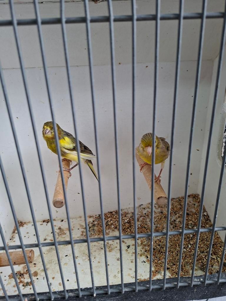 Mooi koppel timbrado kanaries, Dieren en Toebehoren, Meerdere dieren, Kleurkanarie