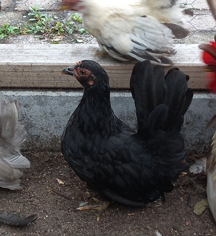 mooie chabo kippen ( hennen en haan)., Dieren en Toebehoren, Meerdere dieren, Kip