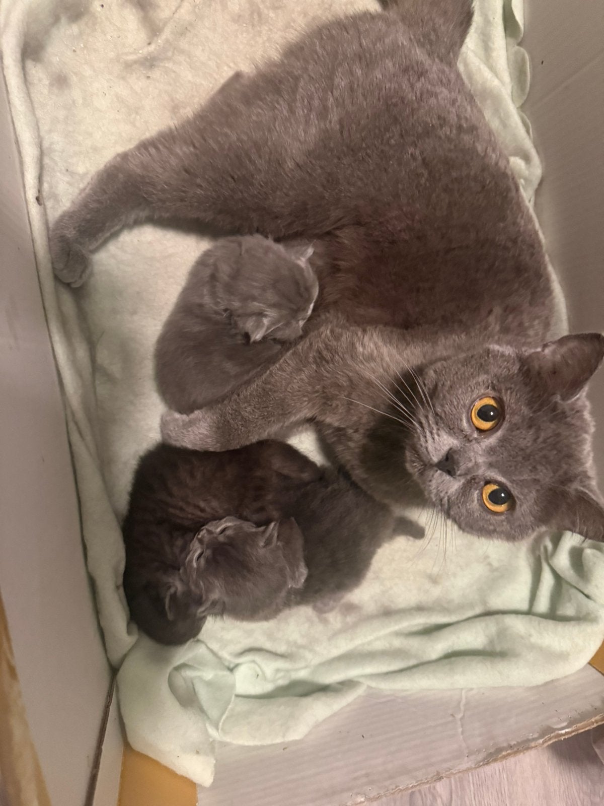 Brits korthaar kittens, Meerdere dieren, 0 tot 2 jaar
