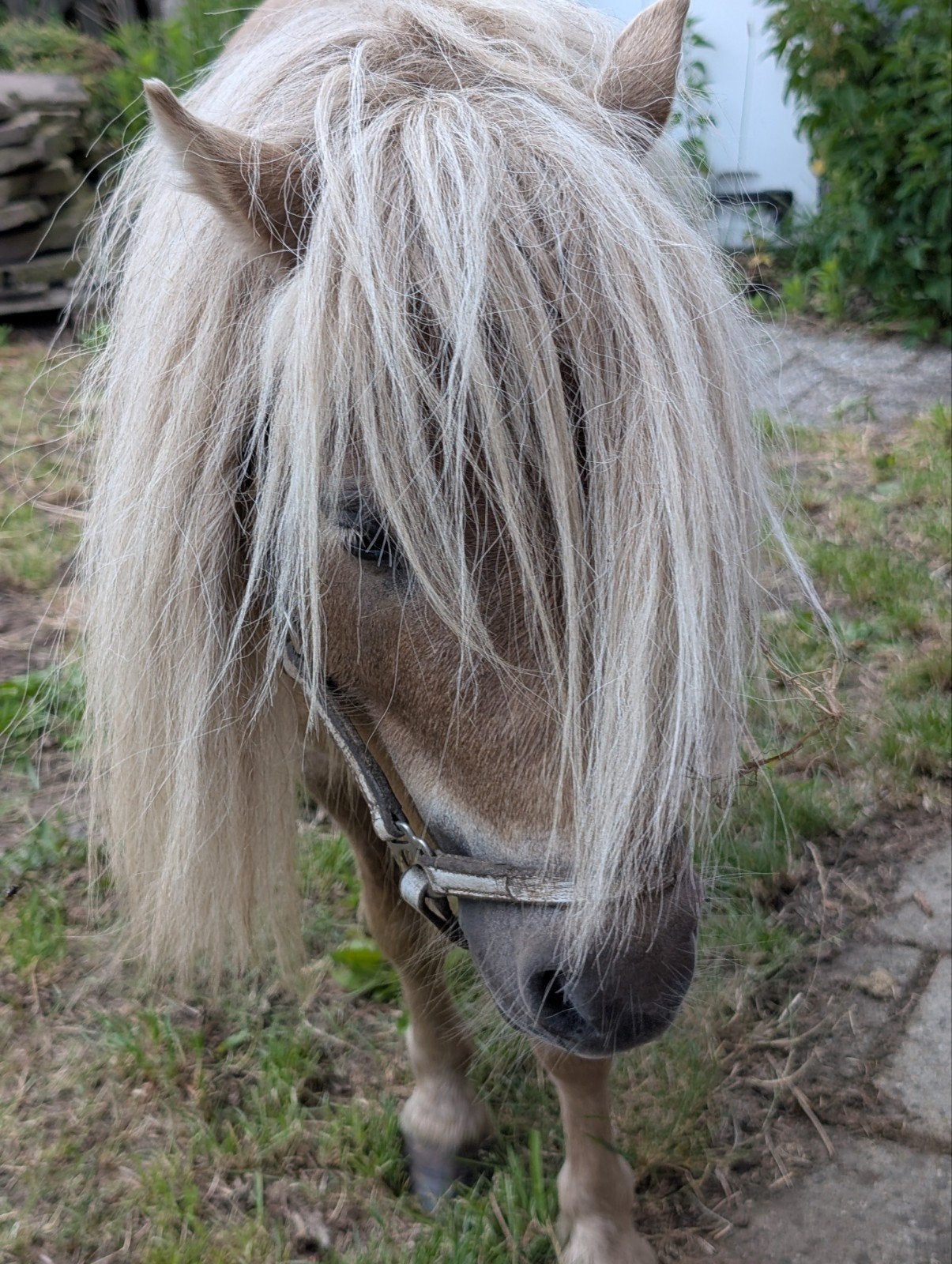 Prachtige mushroom shetlander mini hengst, shetland, Dieren en Toebehoren, Pony's, Hengst, 3 tot 6 jaar