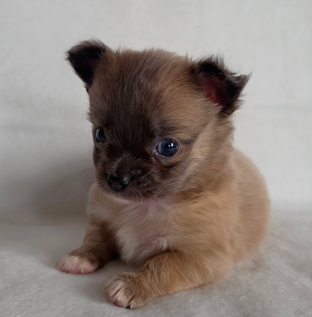 Chihuahua pup (reutje), Dieren en Toebehoren, België, Particulier, Reu, 8 tot 15 weken