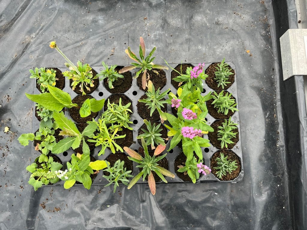 24 plant pluggen met vaste planten, goed doorgeworteld, Ophalen of Verzenden, Vaste plant, Overige soorten, Halfschaduw