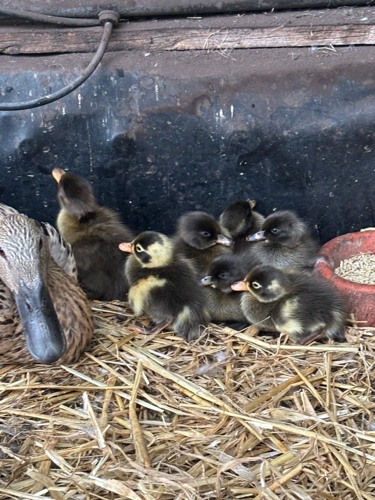 Loopeenden, Dieren en Toebehoren, Pluimvee, Meerdere dieren, Eend