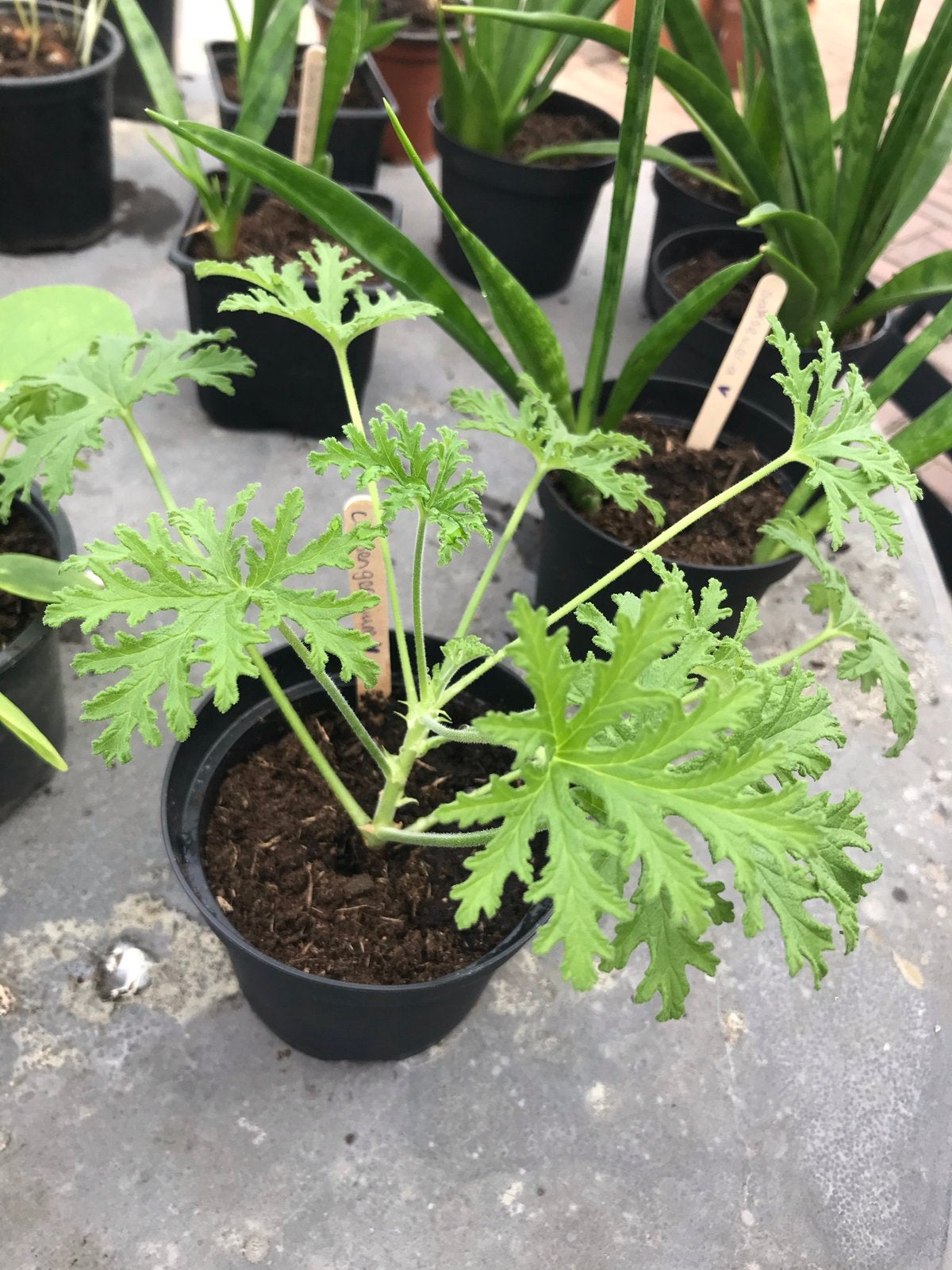 Citroengeranium/ pelargonium graveolens stekjes te koop, Huis en Inrichting, Kamerplanten, Ophalen, Halfschaduw, Minder dan 100 cm