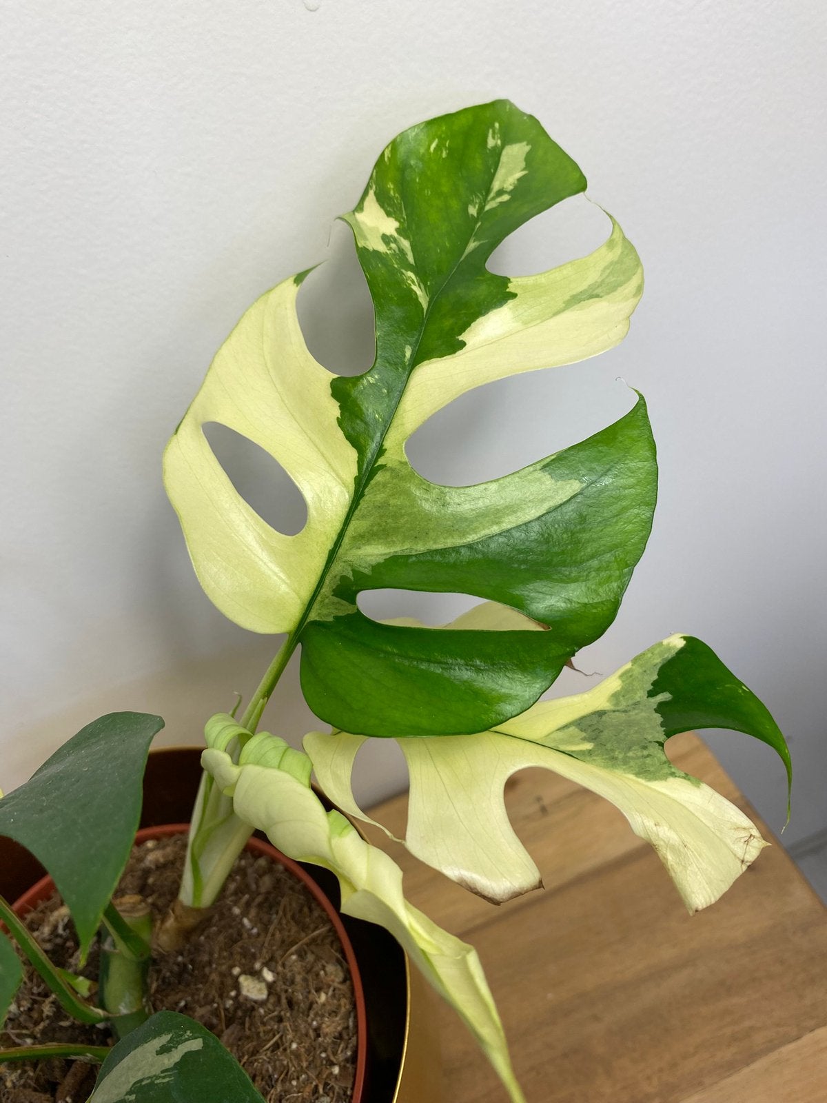 Rhaphidophora Tetrasperma Variegata #2, Huis en Inrichting, Ophalen of Verzenden, Halfschaduw, Minder dan 100 cm