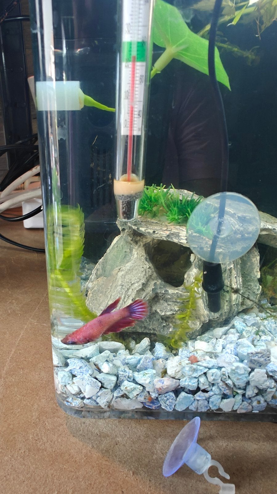 betta with Superfish aquarium Home 8, Vis