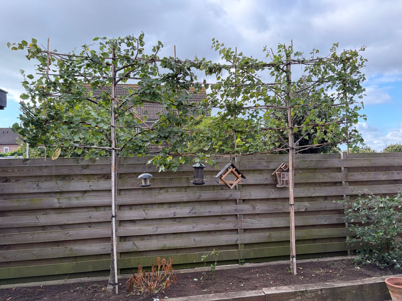Leilindes Winterlinde 2,5 tot 3 meter, Leiboom, 250 tot 400 cm, Zomer, Ophalen