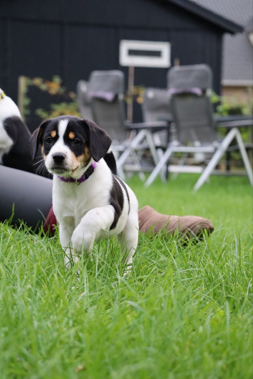 Boerenfox puppy teefje, Dieren en Toebehoren, Jack Russell Terriër, 8 tot 15 weken, Meerdere, Meerdere dieren