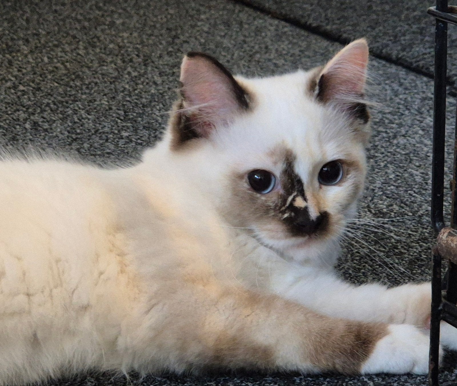 Te koop lieve Ragdoll kitten poesje!, Dieren en Toebehoren, Katten en Kittens | Raskatten | Langhaar, Poes, Ontwormd, 0 tot 2 jaar