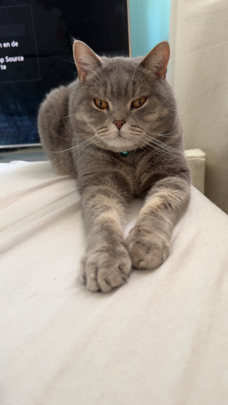 Britse korthaar, Kater