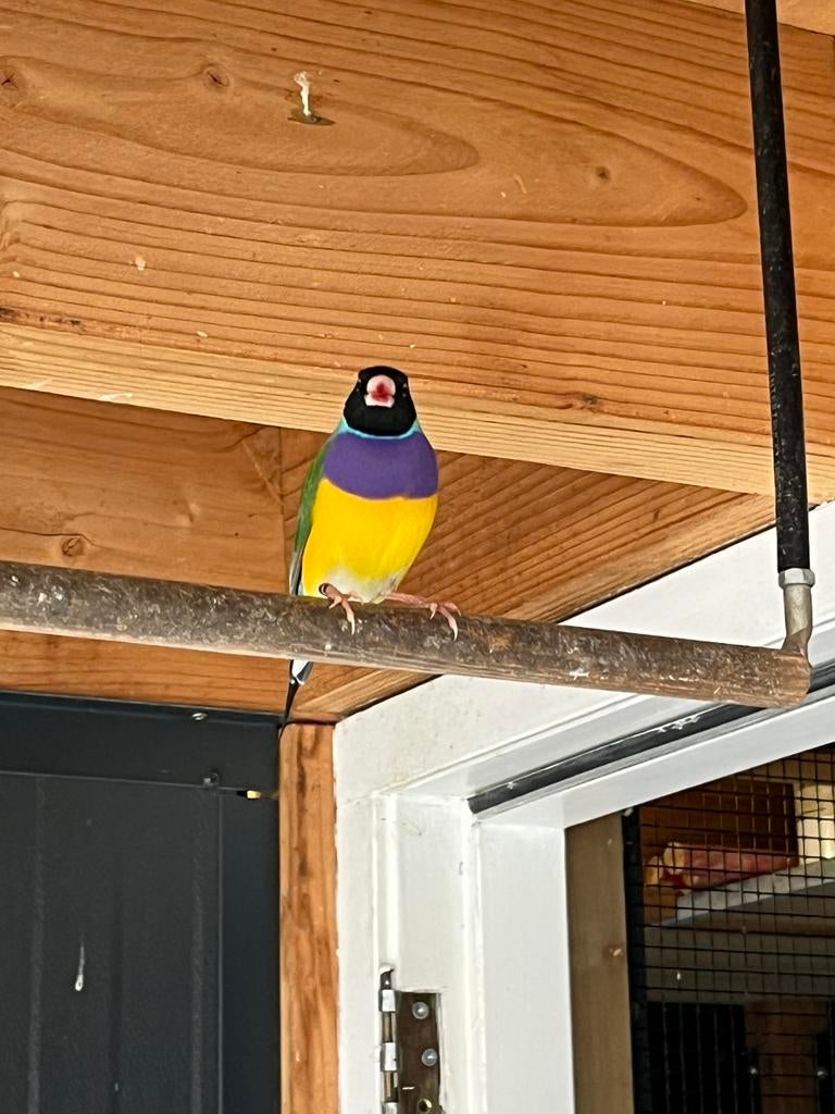 30 vogels (o.a. tropen, kanaries, turquoisines), Dieren en Toebehoren, Meerdere dieren