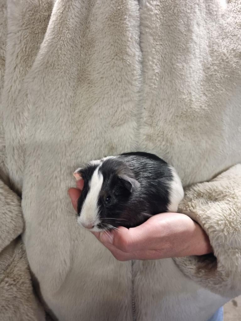 Cavia jonkies beertjes/mannen, Januari, Mannelijk, Cavia