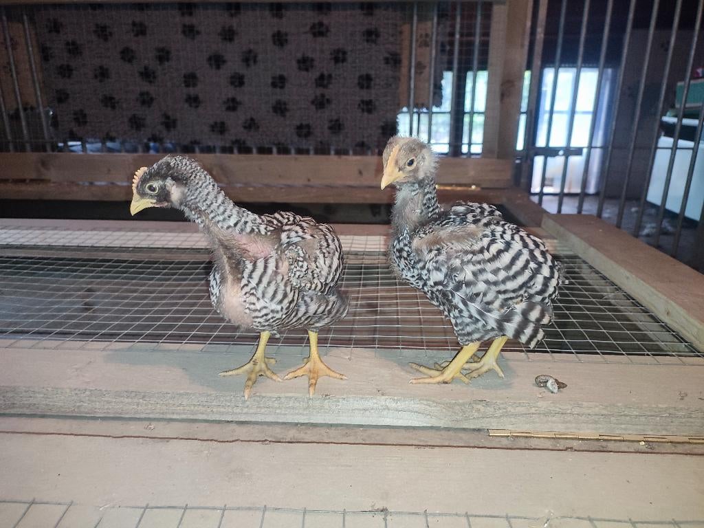 Amrock haan - groot ras, Dieren en Toebehoren, Pluimvee, Mannelijk, Kip