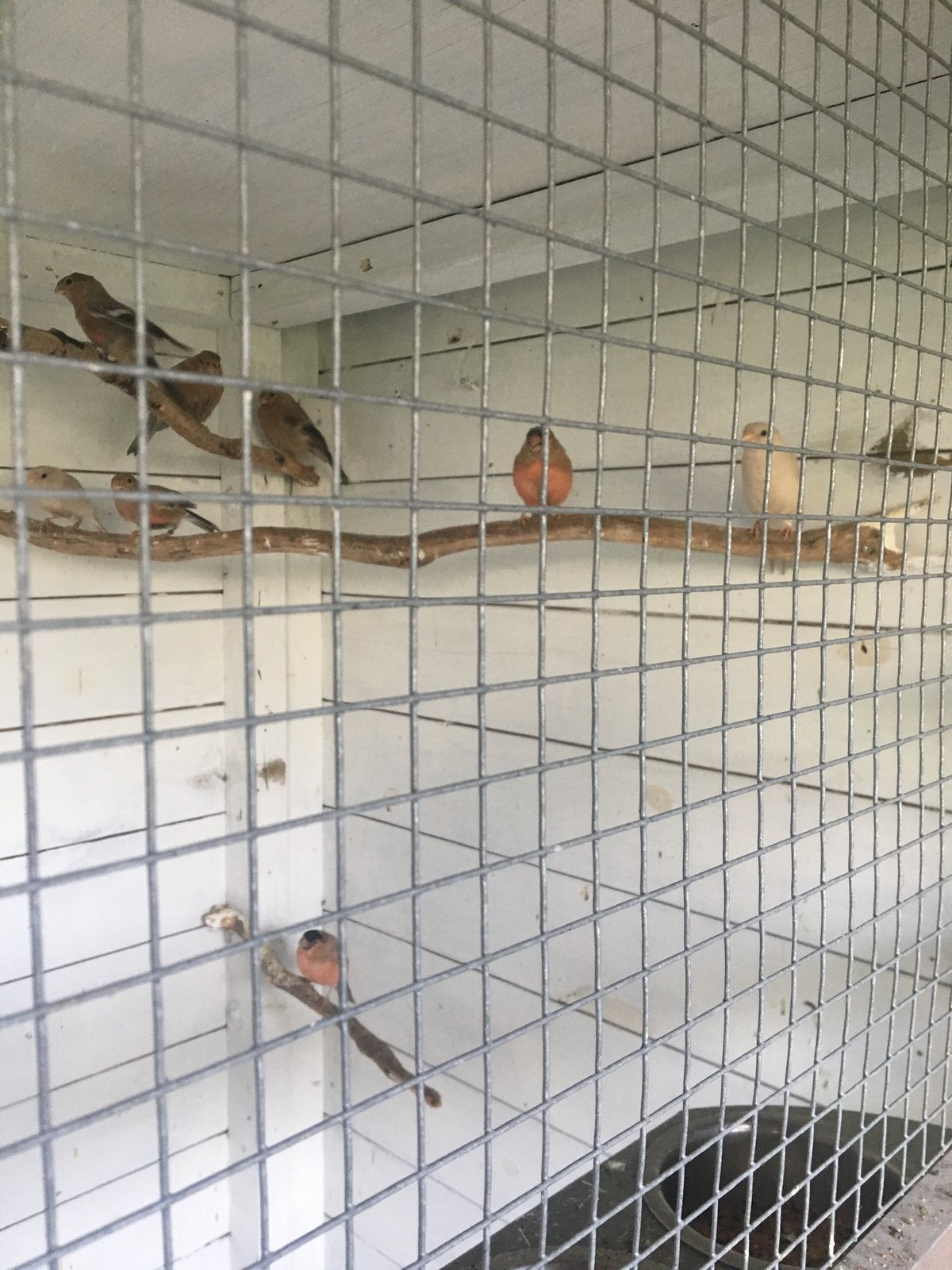 Goudvinken, Dieren en Toebehoren, Vogels | Overige Vogels, Geslacht onbekend