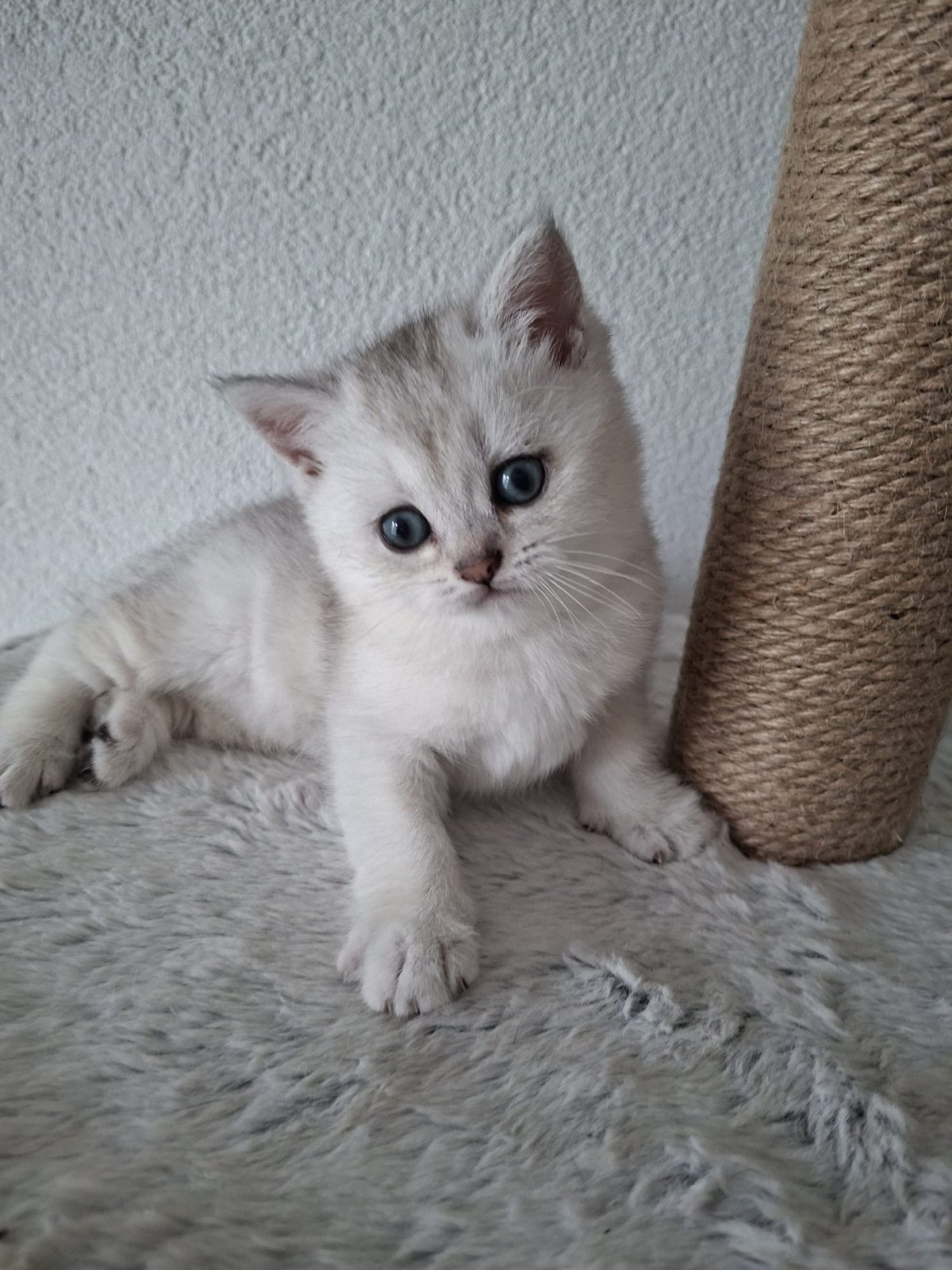 Britse korthaar Kittens zilver shaded😻, Dieren en Toebehoren, Katten en Kittens | Raskatten | Korthaar, Kater, Ontwormd, 0 tot 2 jaar