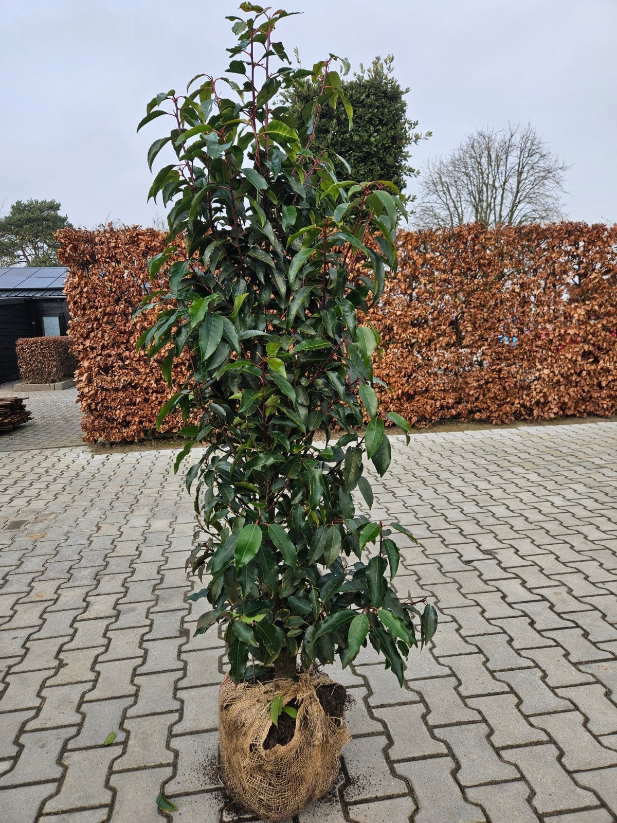Portugese Laurier – Prunus lusitanica ‘Angustifolia’, Ophalen of Verzenden, Halfschaduw, 100 tot 250 cm