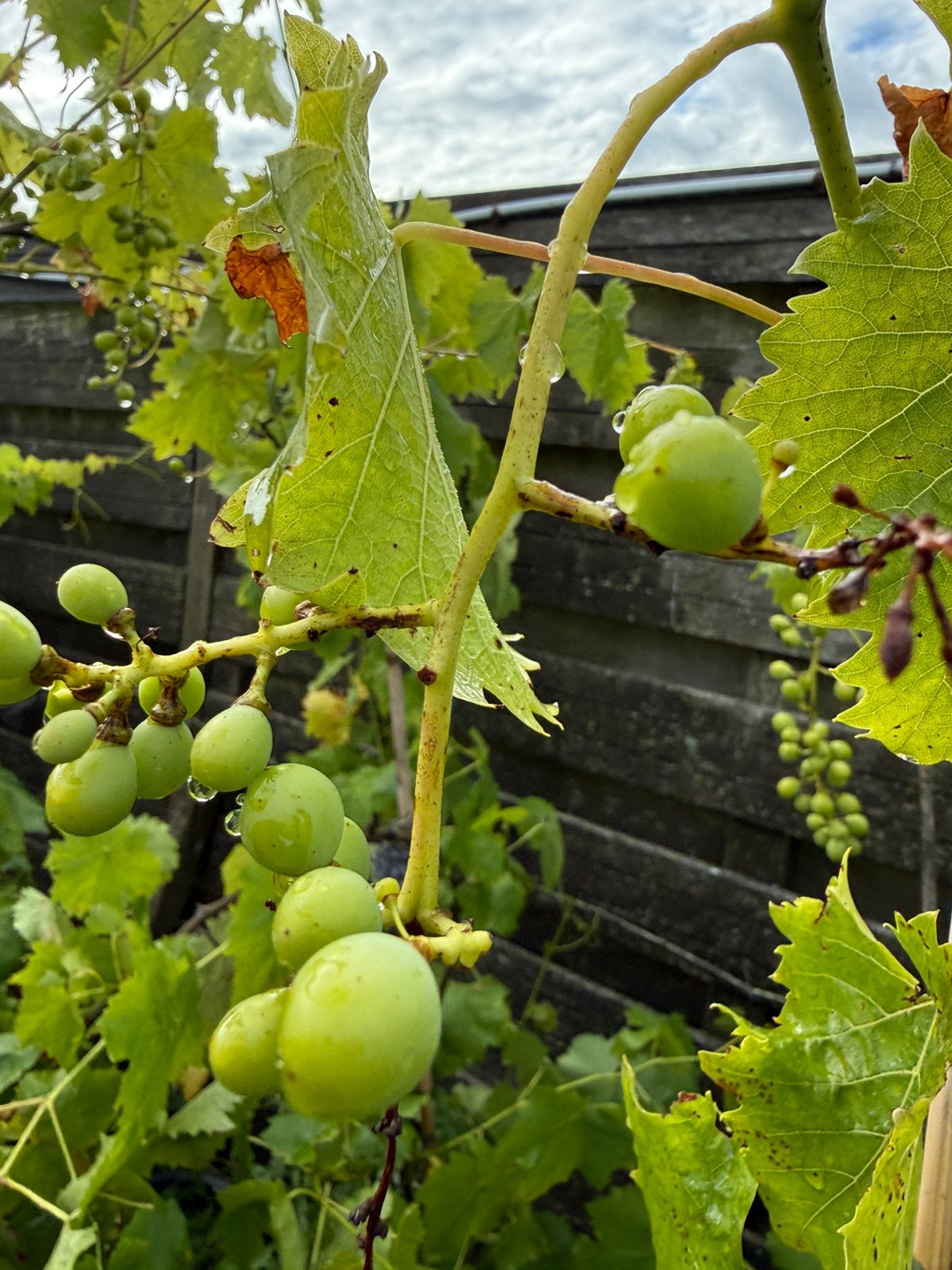 Blauwe druiven voor de hand italiaanse import lange planten, Ophalen, Volle zon, Vaste plant, Zomer