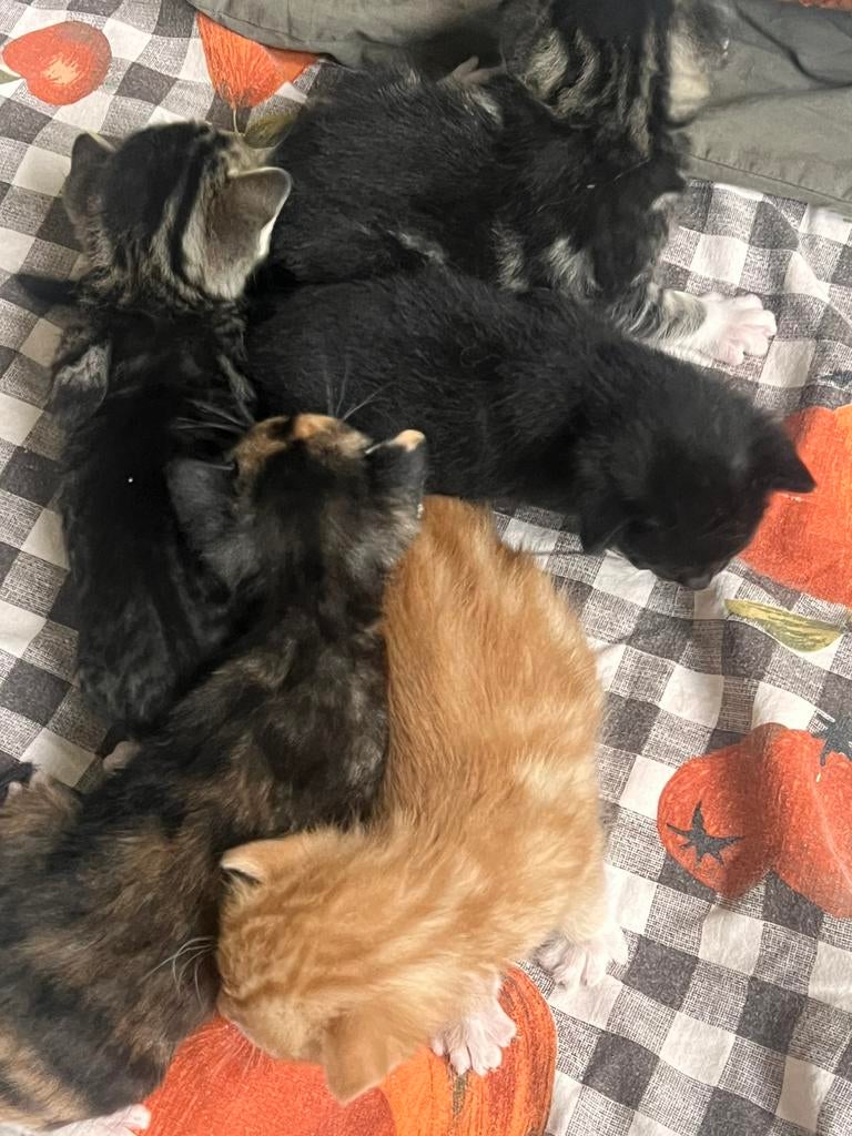 Oranje kitten te koop (kater), Meerdere dieren, Ontwormd, 0 tot 2 jaar