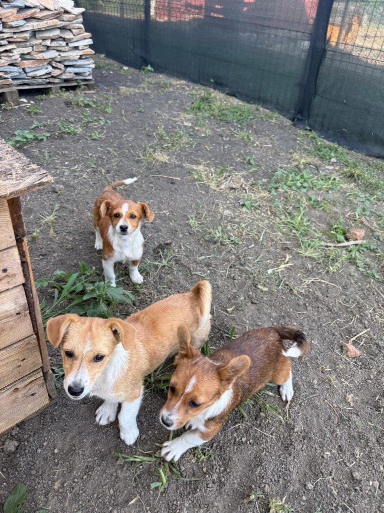 Coco, Channel & Chica, Dieren en Toebehoren, Particulier, 15 weken tot 1 jaar, Buitenland, Meerdere