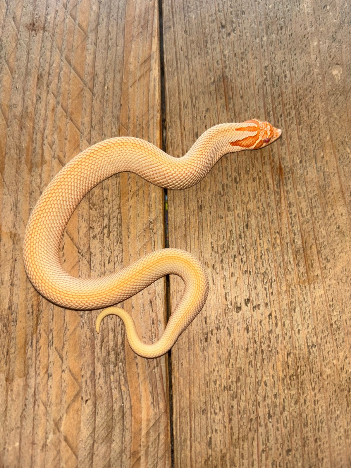 Koppel albino superconda x conda, Slang, 0 tot 2 jaar