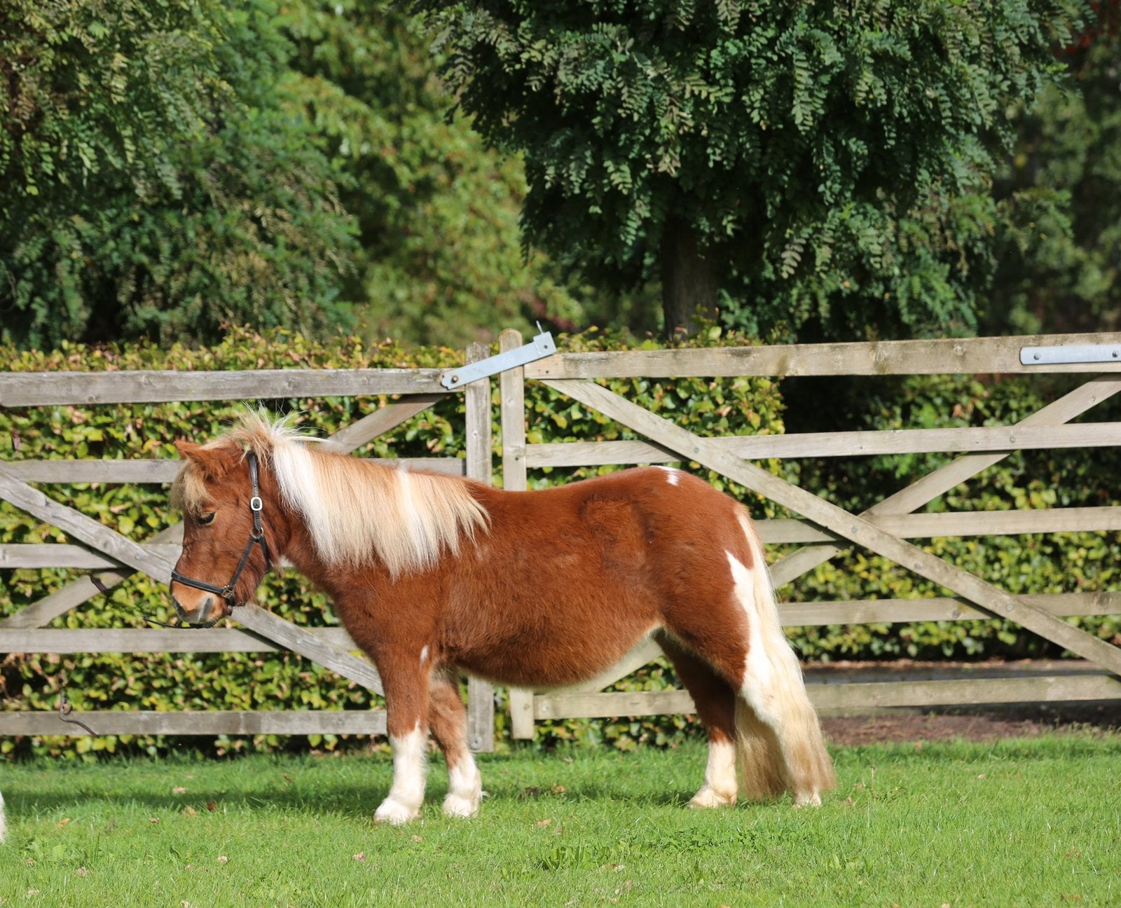 Prachtige en super lieve  Shetlander Merrie, Dieren en Toebehoren, Merrie, Niet van toepassing, A pony (tot 1.17m), 3 tot 6 jaar