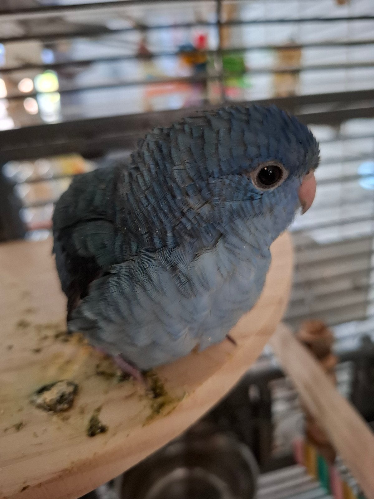 te reserveren tamme baby catharinaparkiet van 2 september, Dieren en Toebehoren, Vrouwelijk, Parkiet, Tam