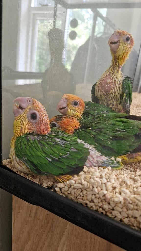 Jonge caiques te reserveren (zwart-roestkop en groendij)tam, Dieren en Toebehoren, Vogels | Parkieten en Papegaaien, Meerdere dieren