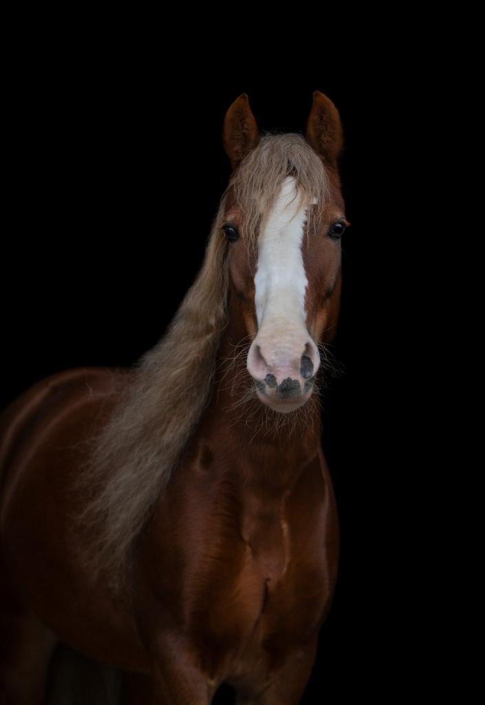 Welsh pony 7 jaar, Dieren en Toebehoren, Minder dan 160 cm, B, 7 tot 10 jaar, Recreatiepaard