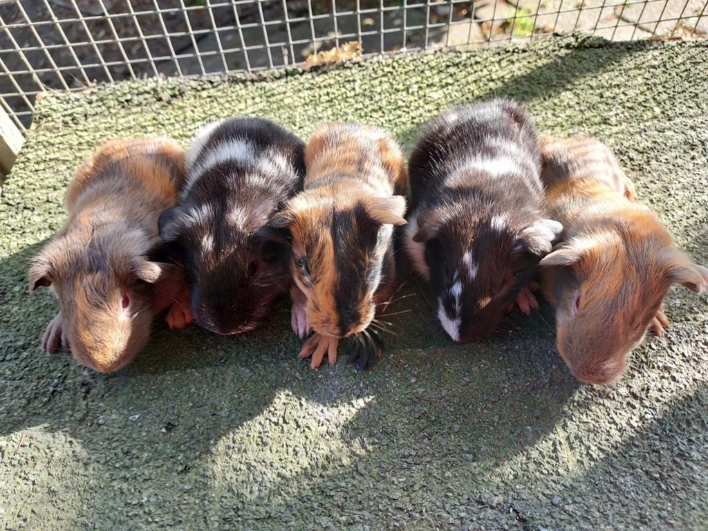 Cuy Reuzencavia beeren beschikbaar vanaf Juni, April, Meerdere dieren, Cavia