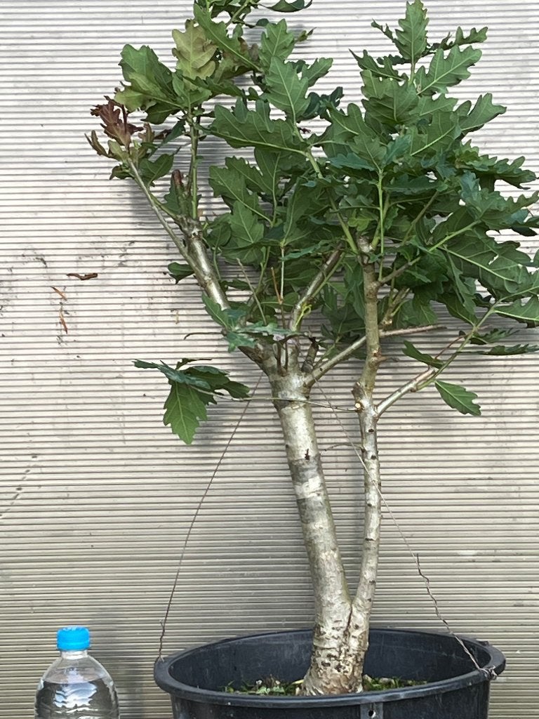 Bonsai starter zomereik, Bloeit niet, Halfschaduw, Overige soorten, Minder dan 100 cm