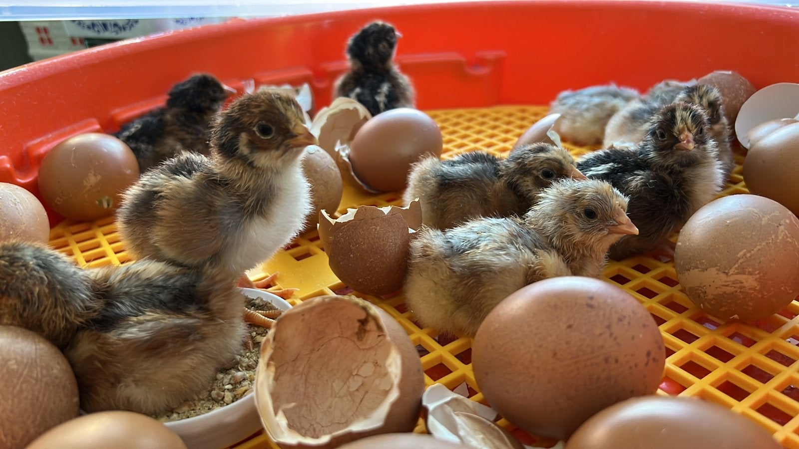 Barnevelders zilver en blauw dubbel gezoomd, Dieren en Toebehoren, Pluimvee, Geslacht onbekend, Kip