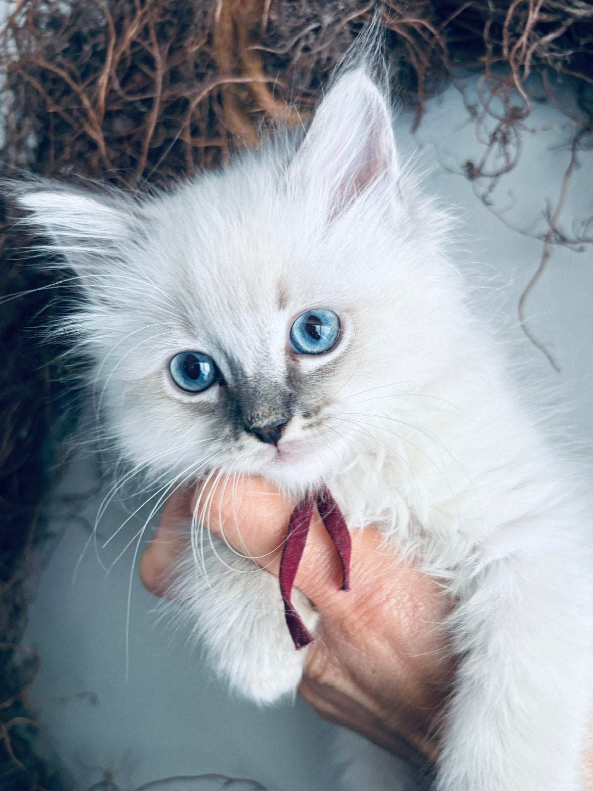 Ragdoll kittens met stamboom, Meerdere dieren