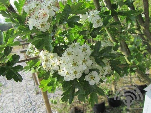HAAG Crataegus monogyna, Eenstijlige meidoorn natuurlijk heg, Tuin en Terras, Planten | Tuinplanten, Overige soorten, Volle zon