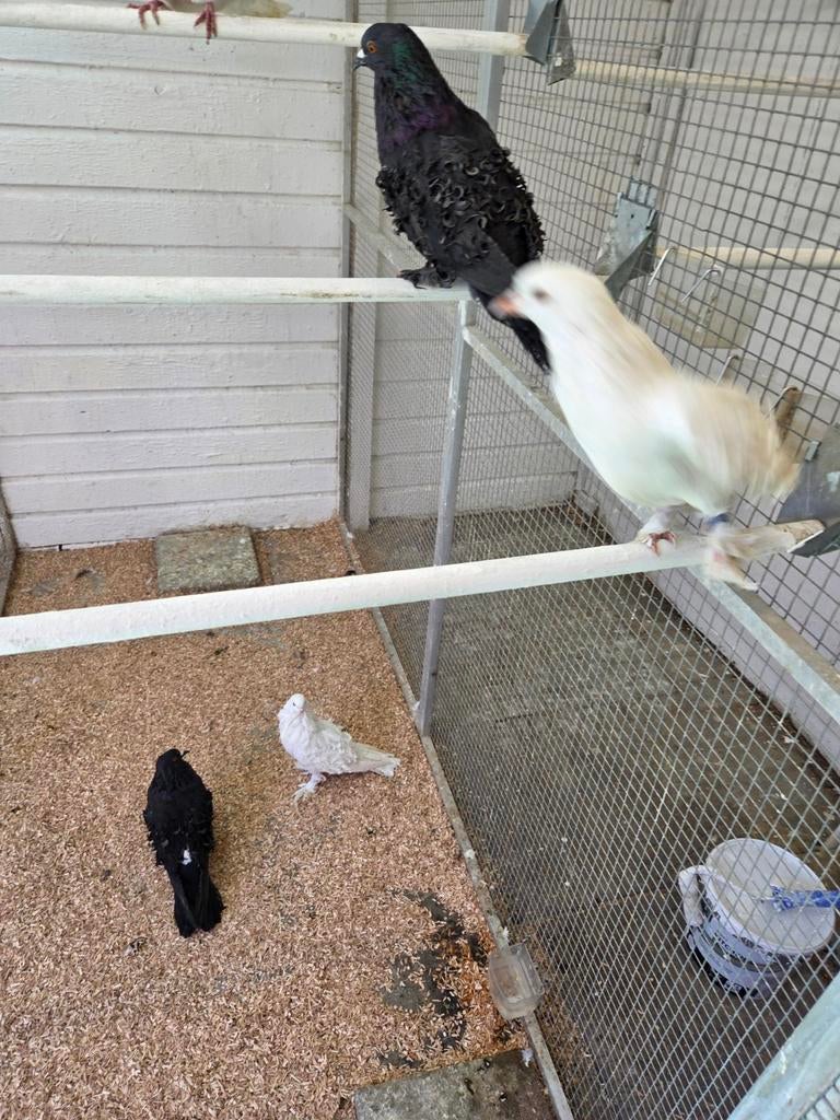 Krulveer kroppers, Dieren en Toebehoren, Vogels | Duiven, Meerdere dieren, Overige soorten
