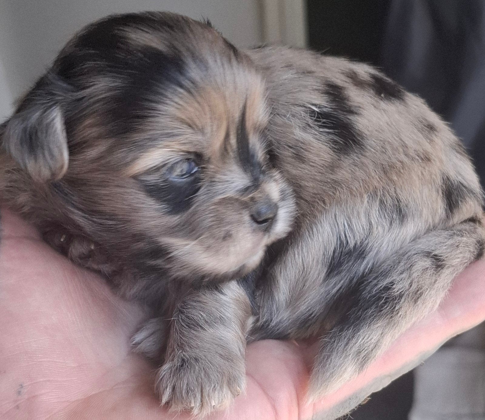 Prachtige unieke Shiranian (F1) pups (Shih Tzu x  pomeriaan), 8 tot 15 weken, Meerdere, Meerdere dieren, Klein