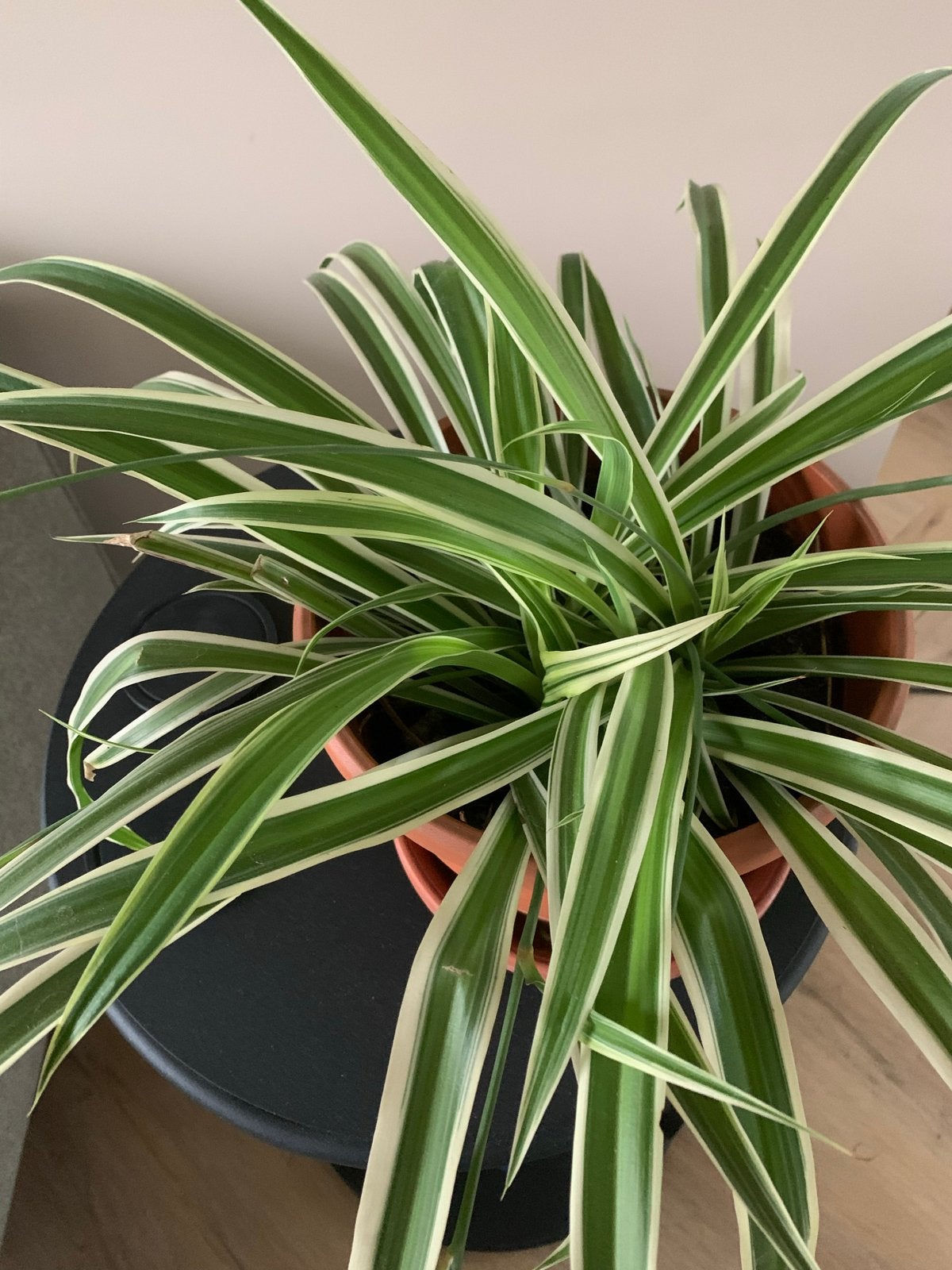 Graslelie (Chlorophytum comosum) stekjes, Ophalen, Overige soorten, Halfschaduw, In pot