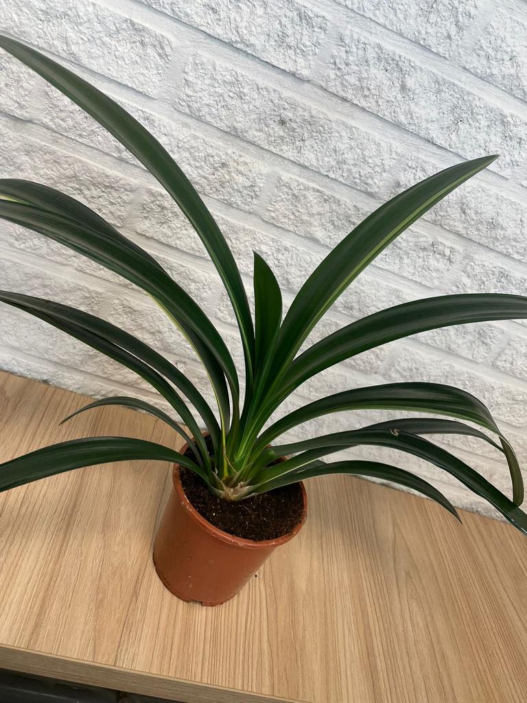Bonte Clivia Varegata, Ophalen of Verzenden, Halfschaduw, Minder dan 100 cm