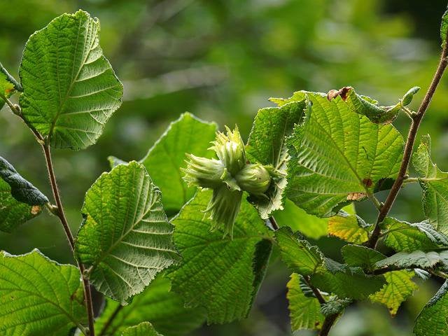 Hazelaar ca 100 cm hoog - biologisch, Tuin en Terras, Planten | Struiken en Hagen, Ophalen, Overige soorten, Struik, Minder dan 100 cm