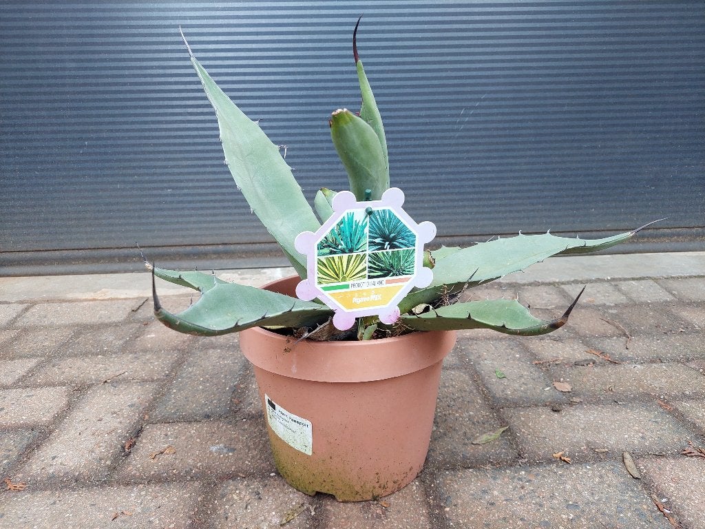 Agave - Honderdjarige Aloë / Maguey / Eeuwplant H: 42 cm., Tuin en Terras, Planten | Tuinplanten, Volle zon, Vaste plant, Bloeit niet