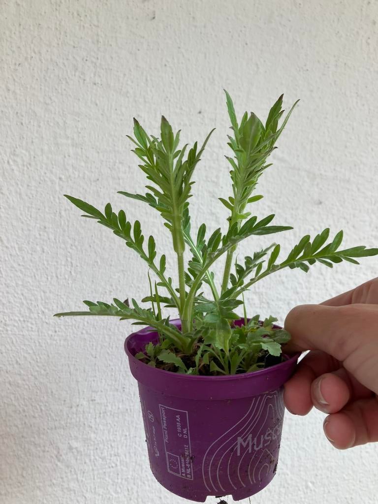 Stekjes van de scarbiosa plant biologisch, Ophalen, Overige soorten, Volle zon