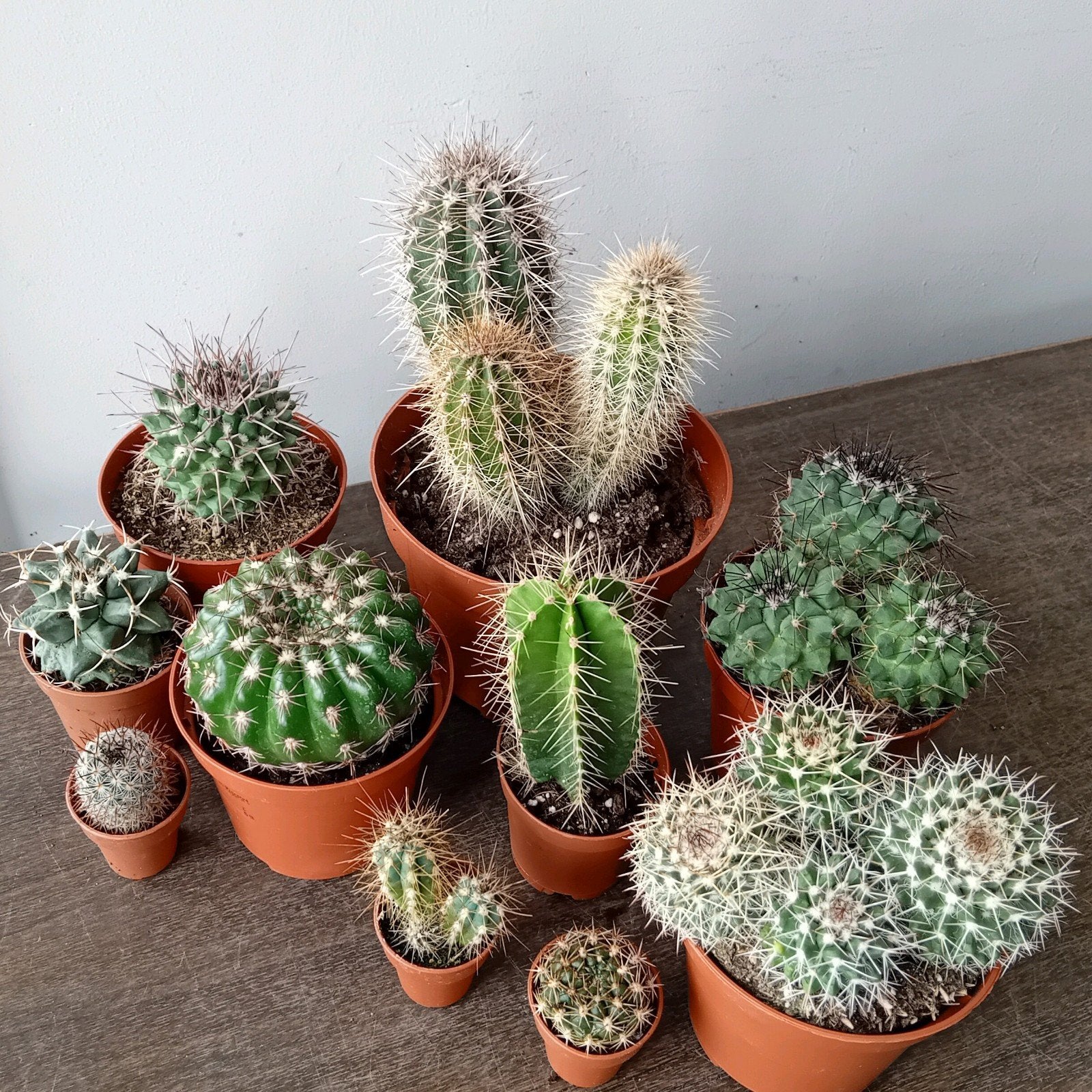 10 cactus 5-20cm, Antiek en Kunst, Ophalen
