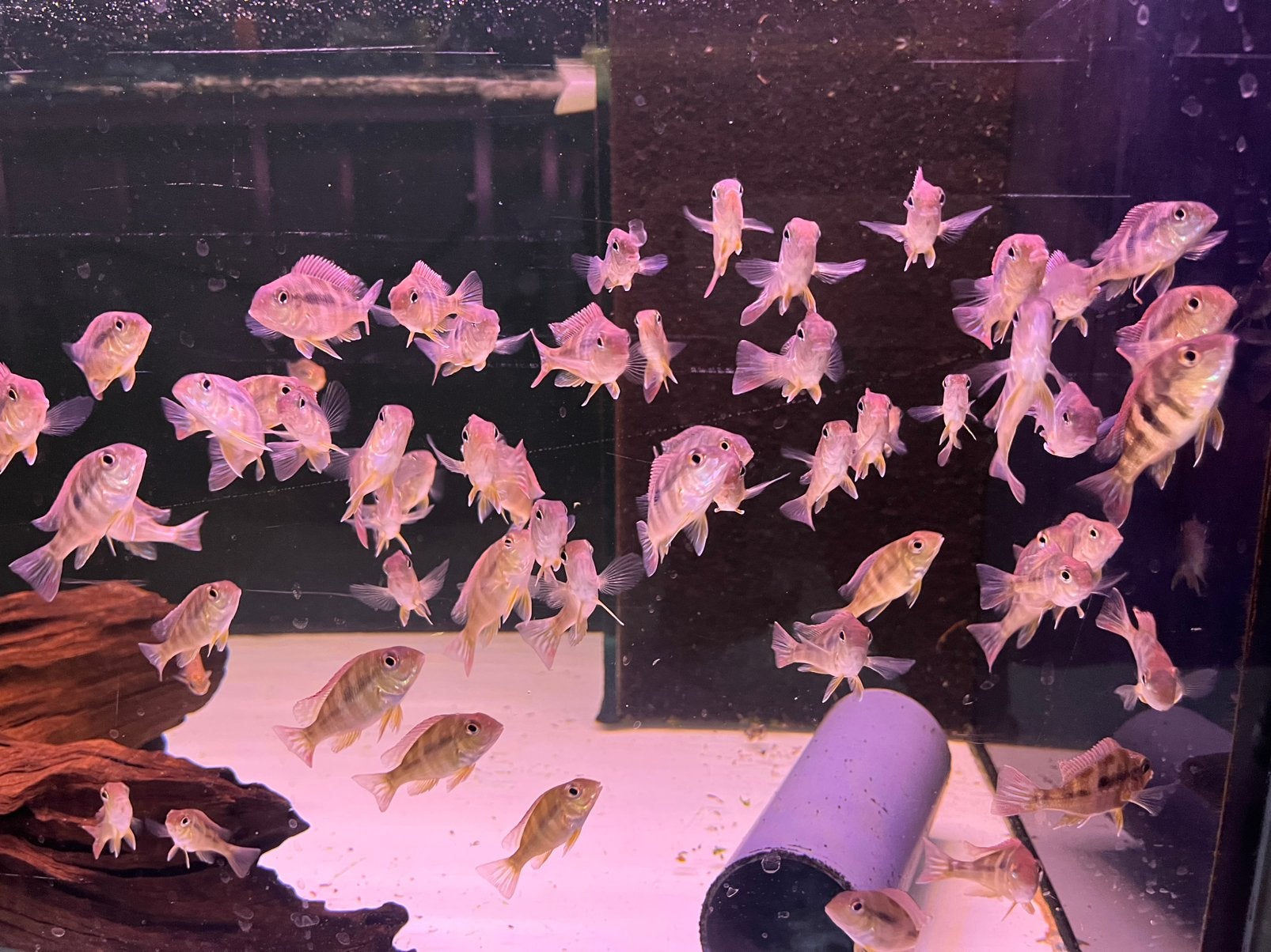 Geophagus megasema, Dieren en Toebehoren, Vis