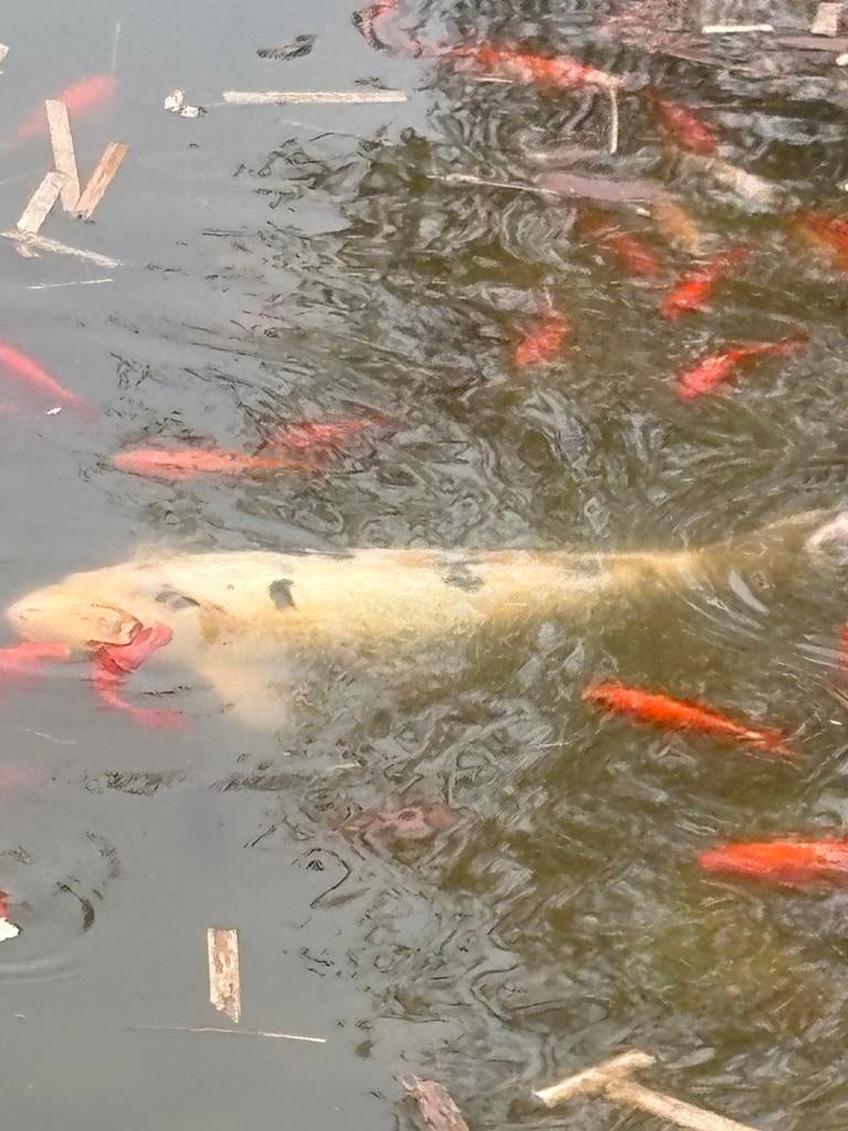 Goudvissen, sterke buiten vissen, diverse soorten en maten., Goudvis(sen)