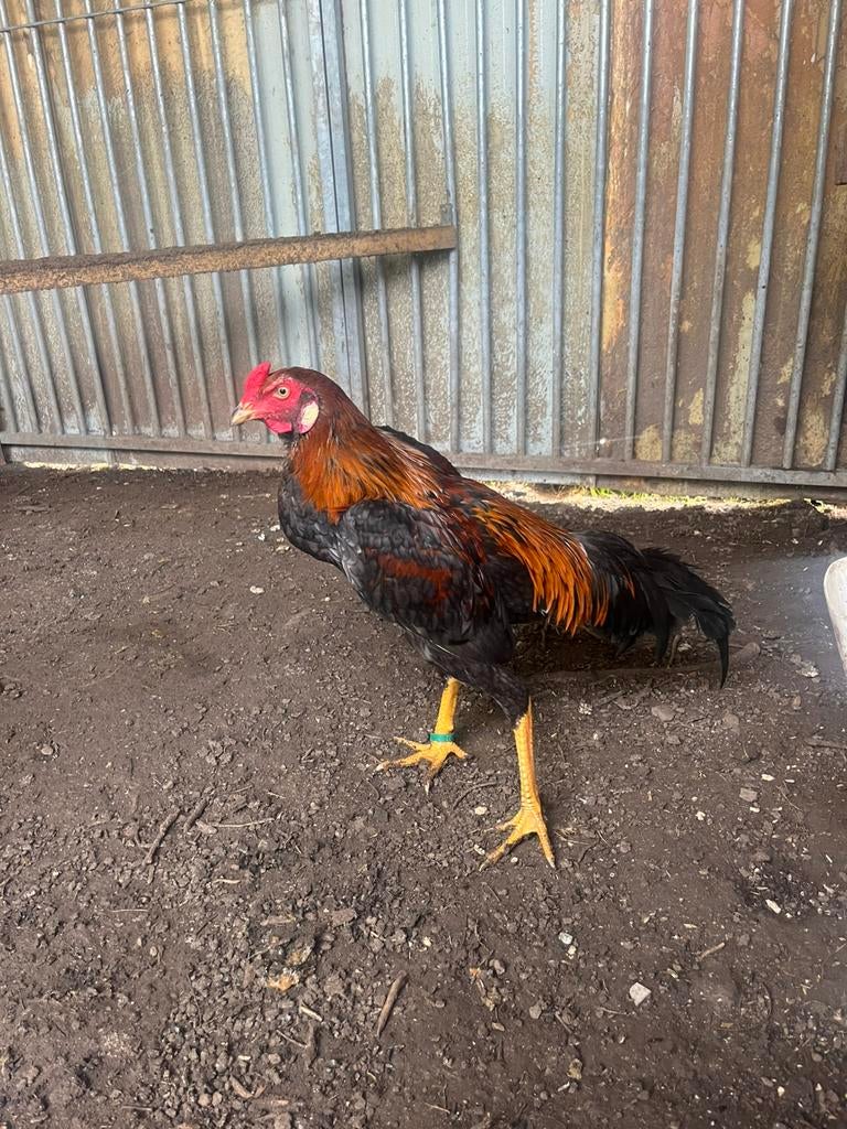 Hint x thai, Dieren en Toebehoren, Pluimvee, Mannelijk, Kip