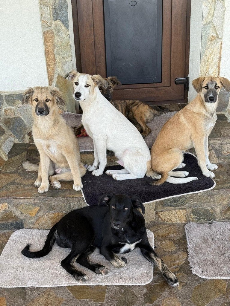 Panther, Sugar, Tiger, Brownie, Cookie, Honey, Blackie, Zara, Particulier, 15 weken tot 1 jaar, Buitenland, Teef