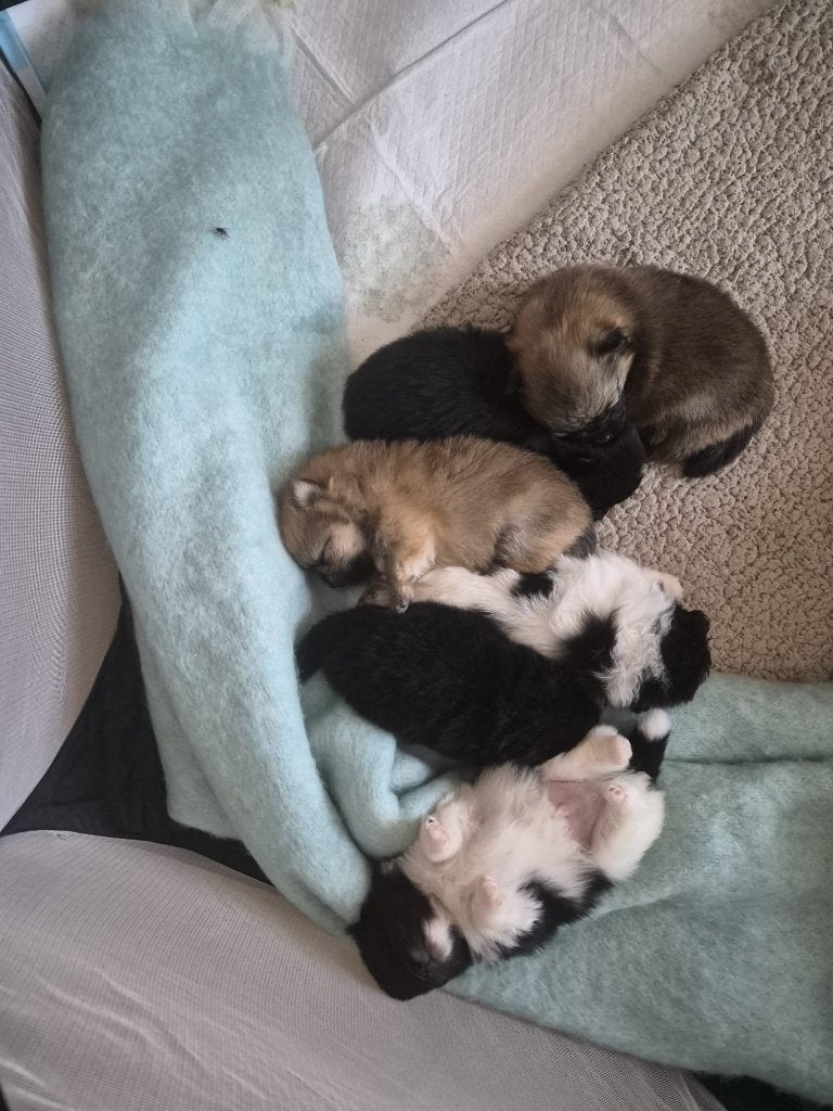 Pommeriaan pups, Dieren en Toebehoren, Overige rassen, 8 tot 15 weken, Meerdere, Meerdere dieren