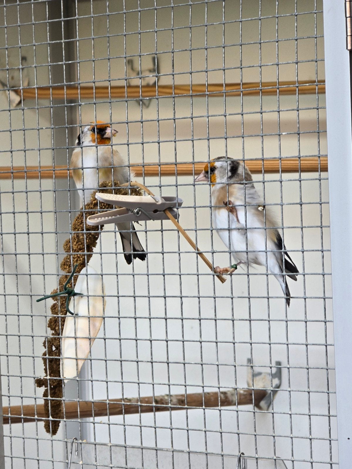 majoor putters, Meerdere dieren, Wildzangvogel