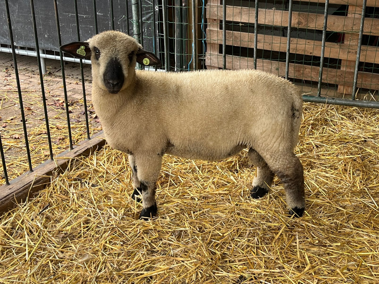 Hampshire Down stamboek ramlam, Dieren en Toebehoren, Mannelijk, Schaap