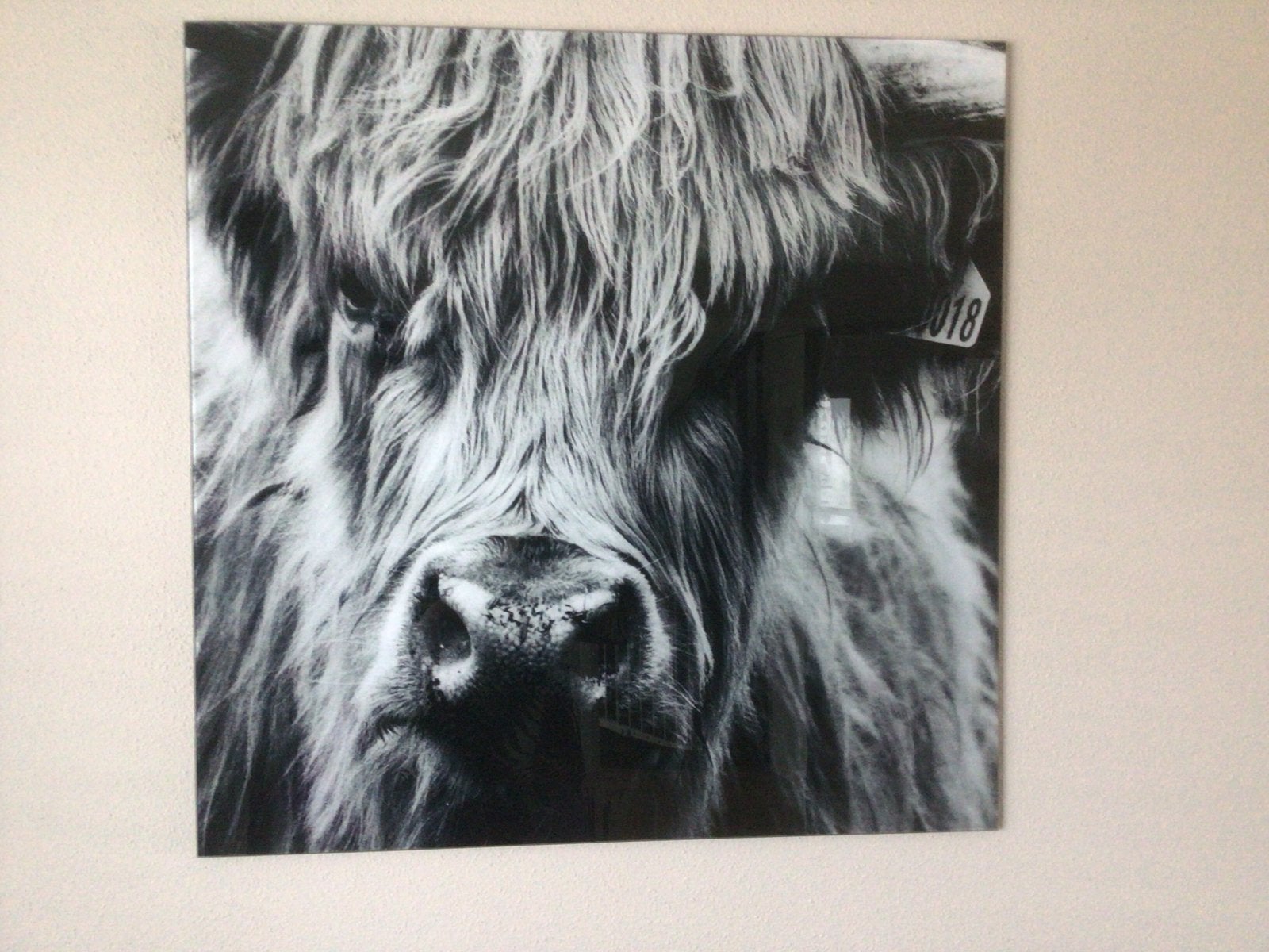 Glazen schilderij Schotse Hooglander zwart-wit, Antiek en Kunst, Ophalen of Verzenden